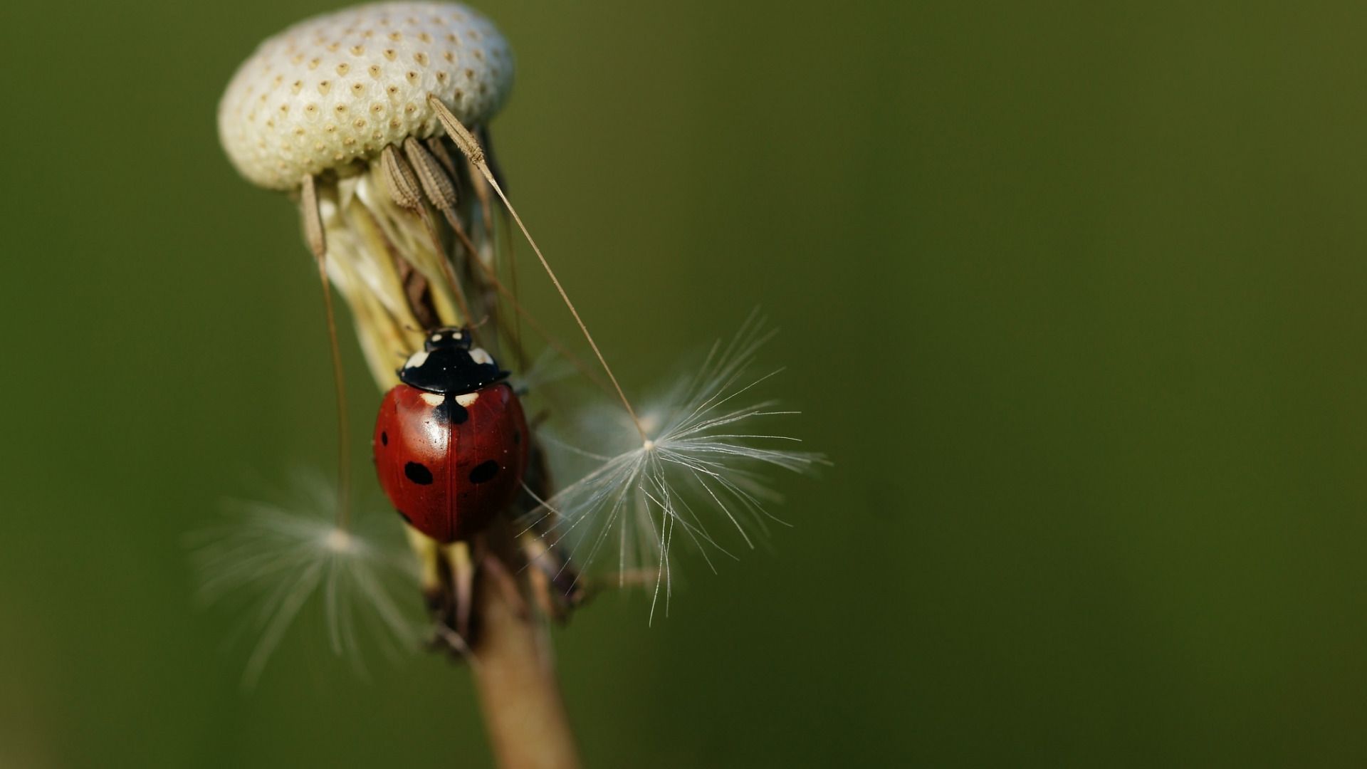 Ladybug - HD Wallpaper 