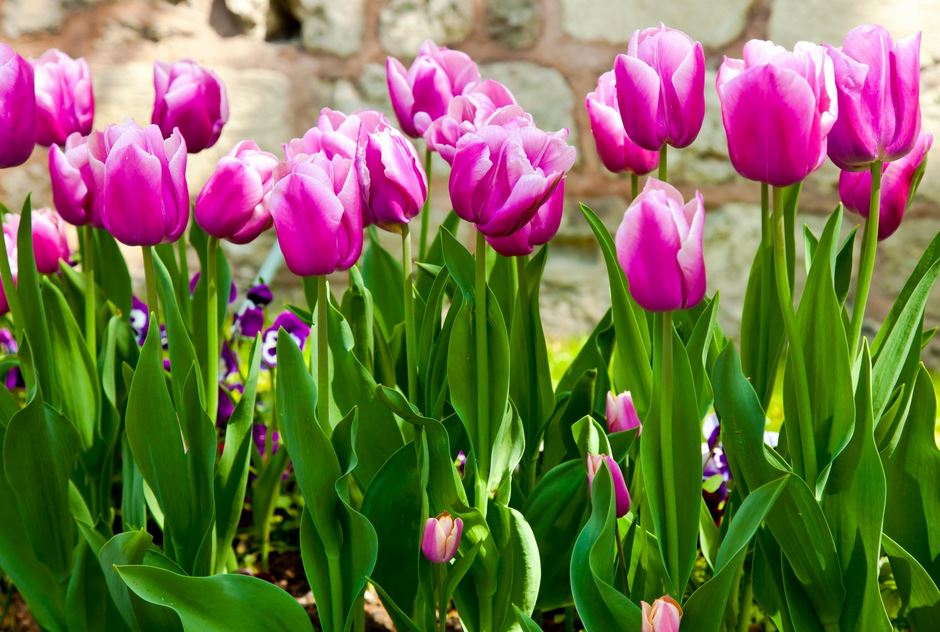 Tulip Flower With Leaves - HD Wallpaper 