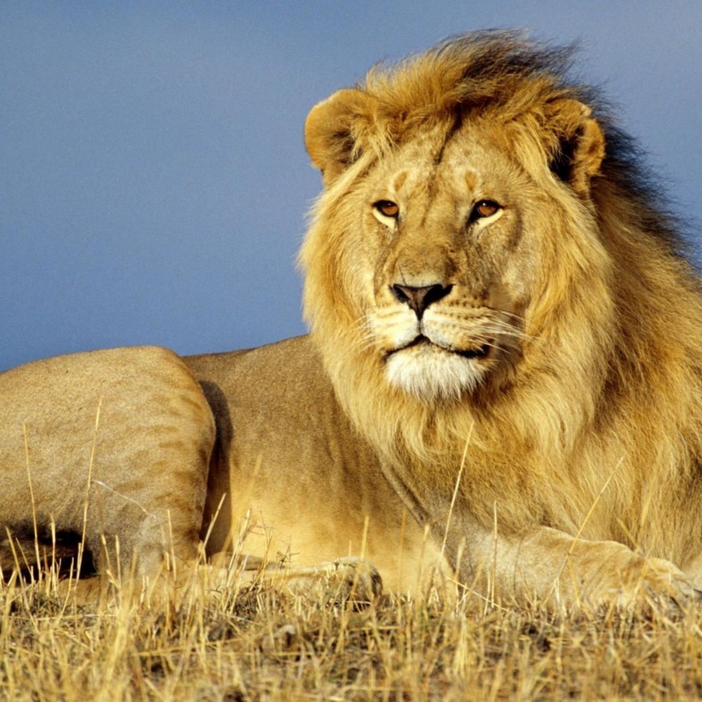 New Lion - HD Wallpaper 