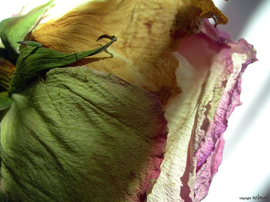 Macro Photography - HD Wallpaper 