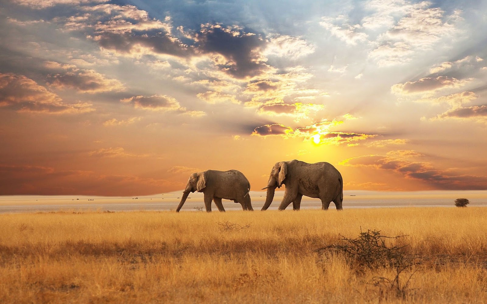 Landscap Elephants Photo - Elephants In The Distance - HD Wallpaper 