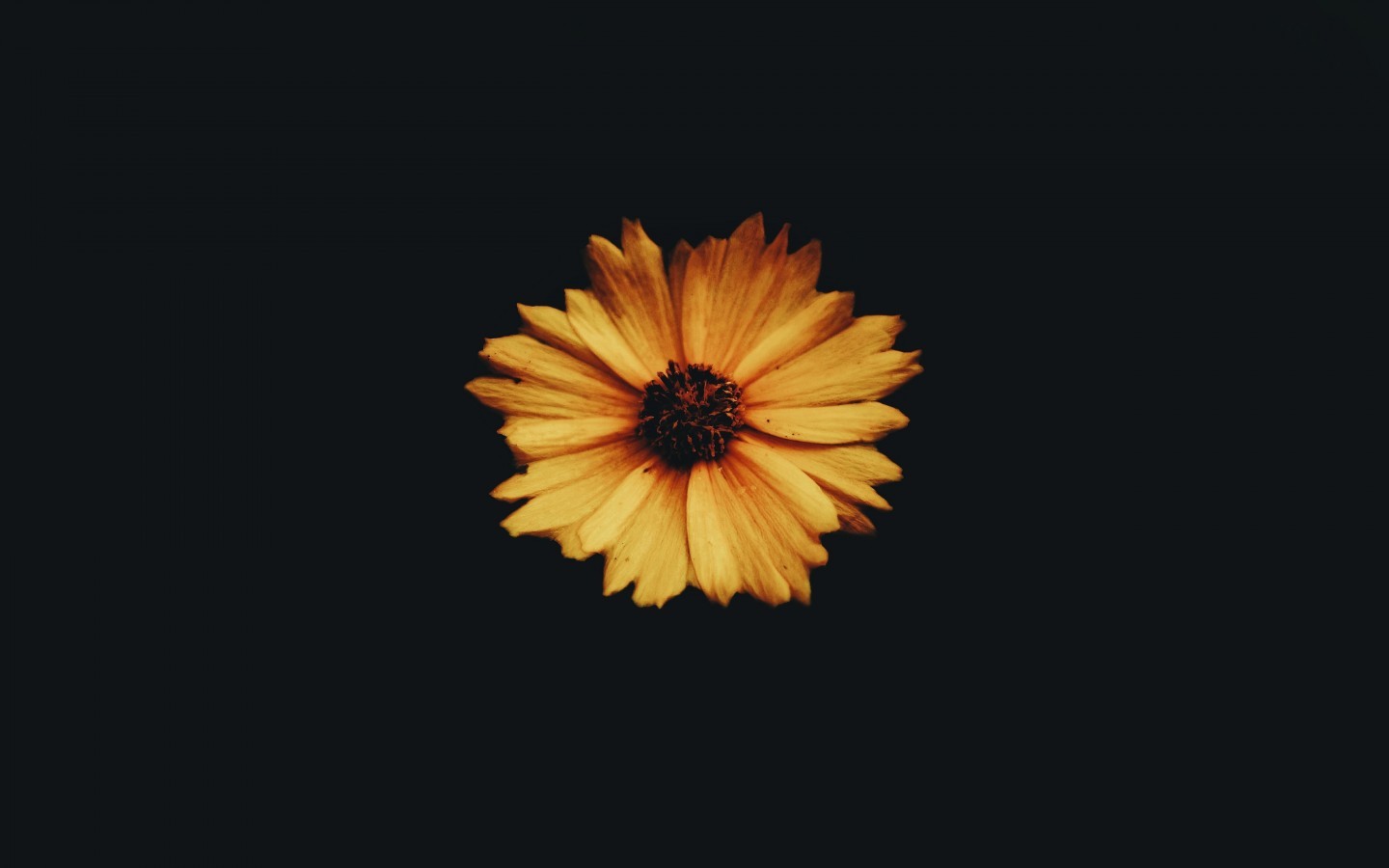 Yellow Flower, Petals, Dark - Yellow Daisy Wallpaper For Chromebook - HD Wallpaper 