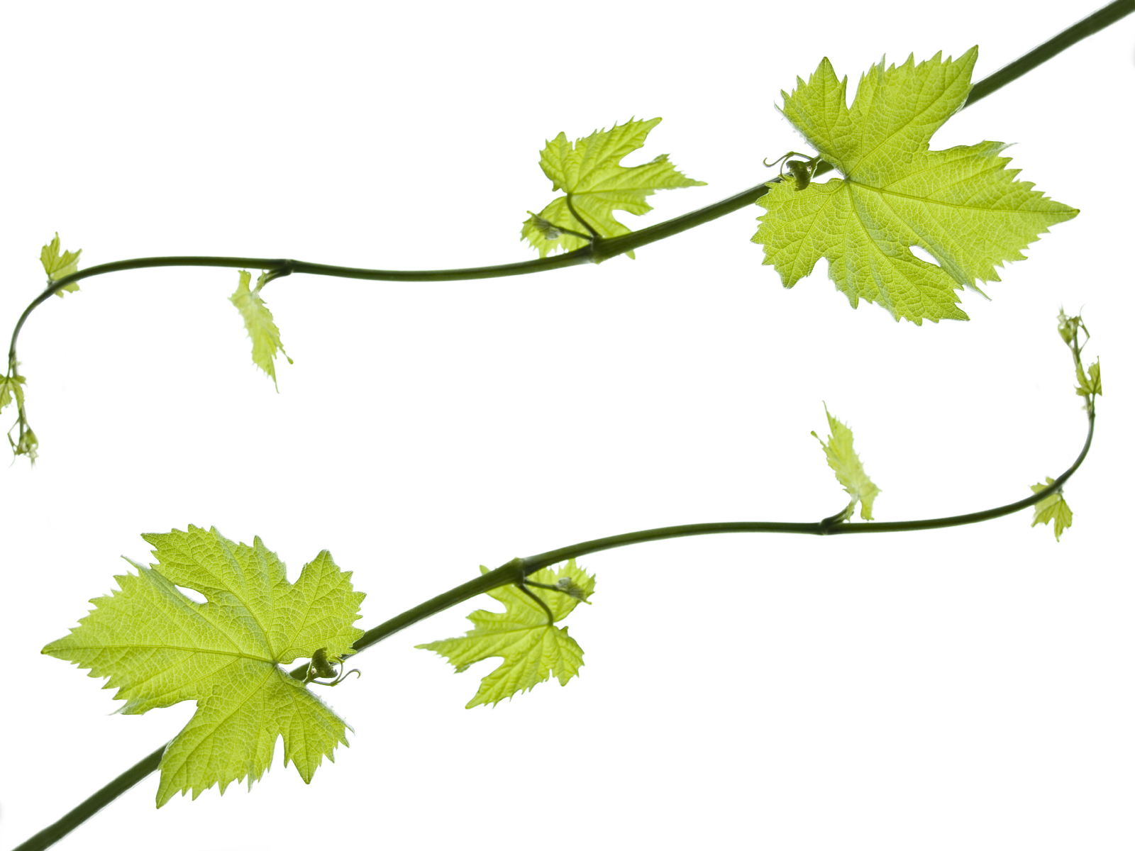 Grape Vine Borders - Grape Leaves Clip Art - HD Wallpaper 