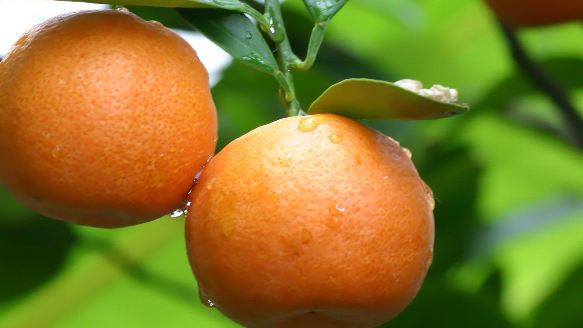 Fruit Nature Wallpaper Hd - HD Wallpaper 