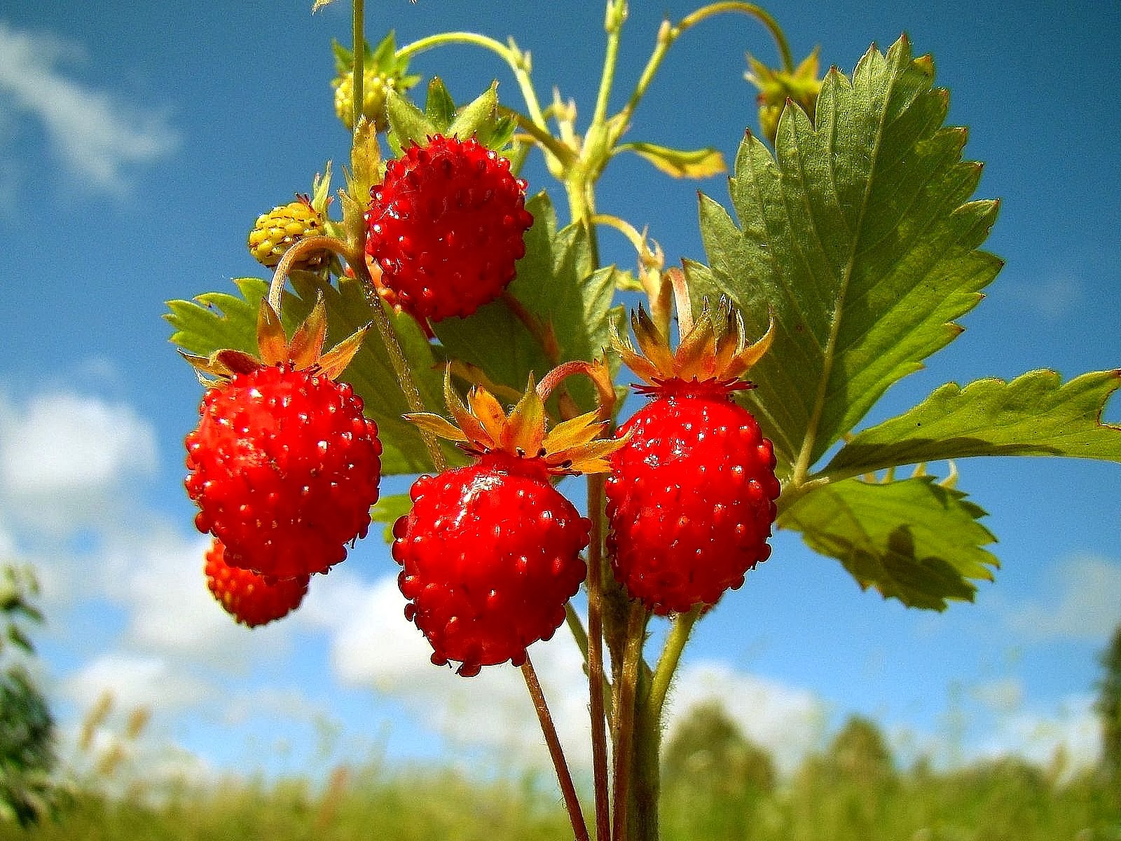 Beautiful Strawberry Tree Nice Fruits Hd Wallpapers - Nature Photo Gallery  - 1600x1200 Wallpaper 