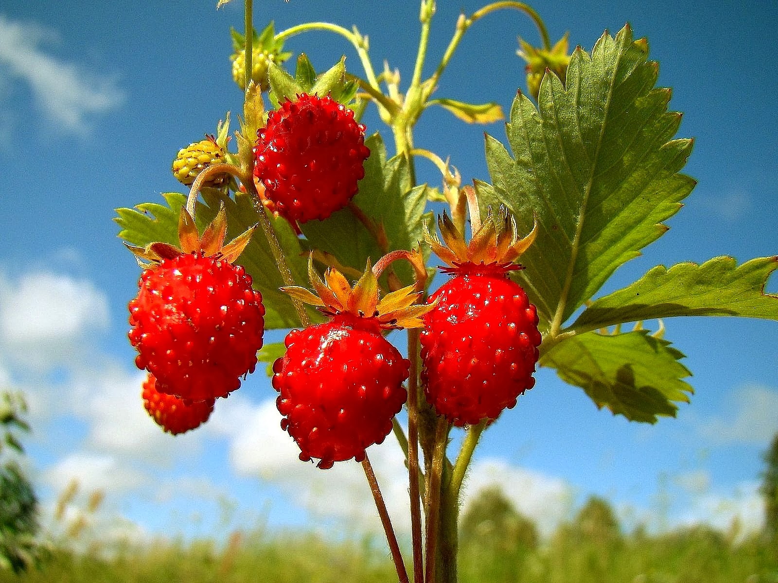 Beautiful Strawberry Tree Nice Fruits Hd Wallpapers - Nature Photo Gallery - HD Wallpaper 