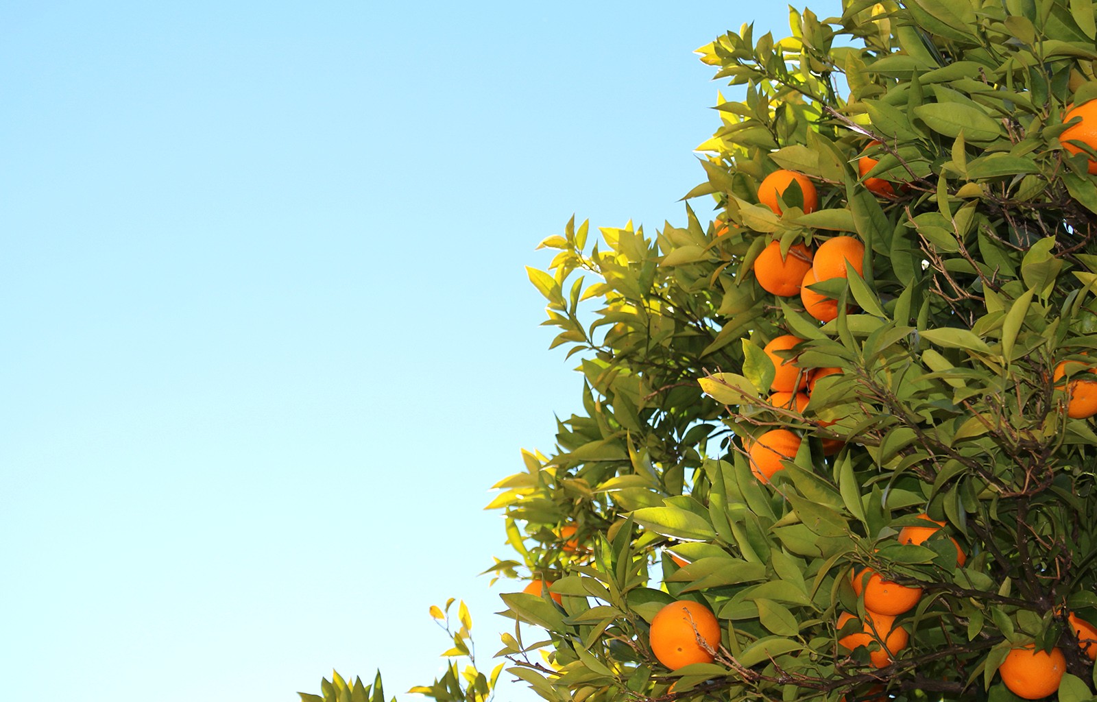 Genesis 1 29 - HD Wallpaper 