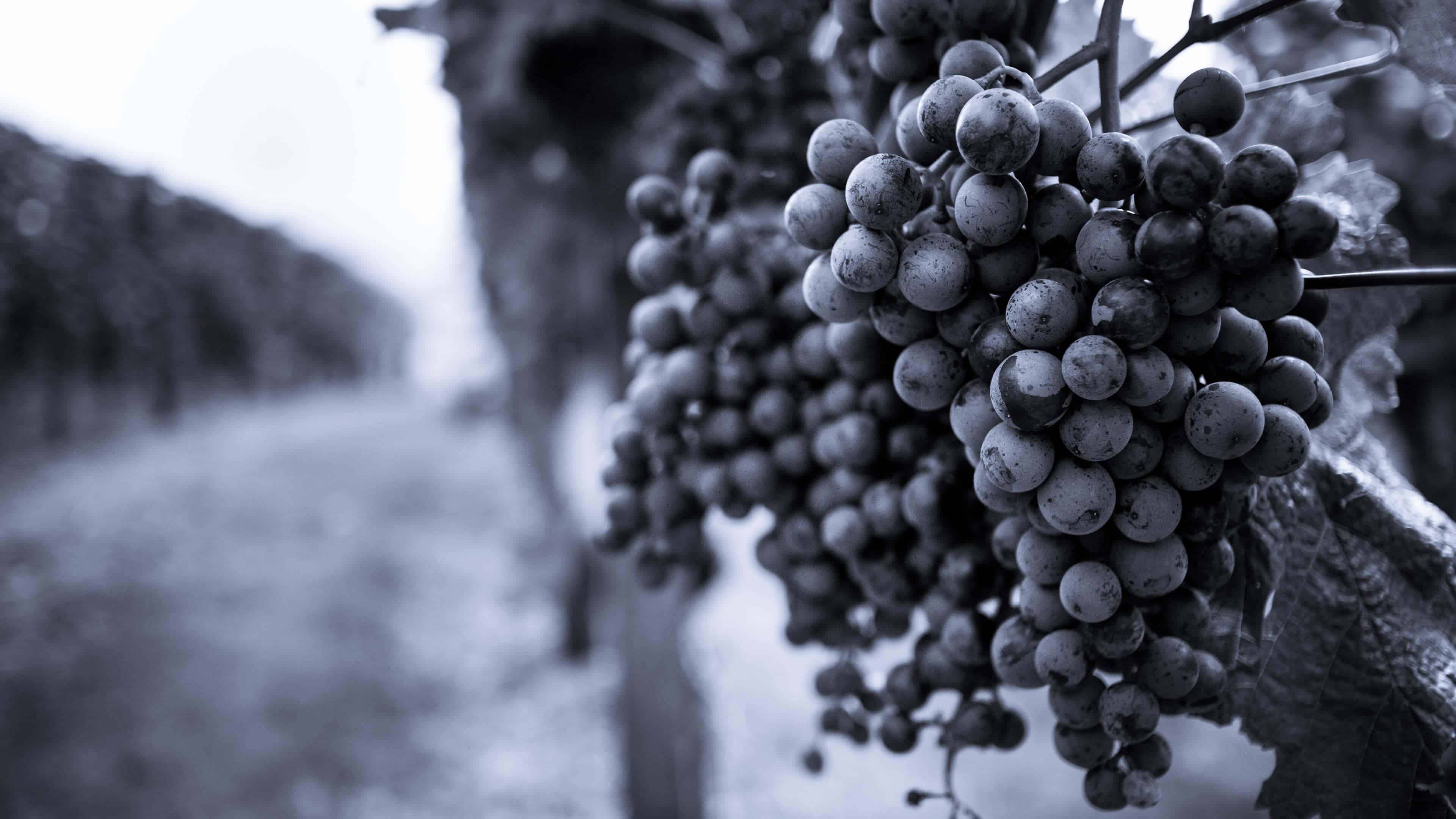 Grapes On Grapevine In Vinyard Black And White Uhd - Grapes Wallpaper 4k - HD Wallpaper 