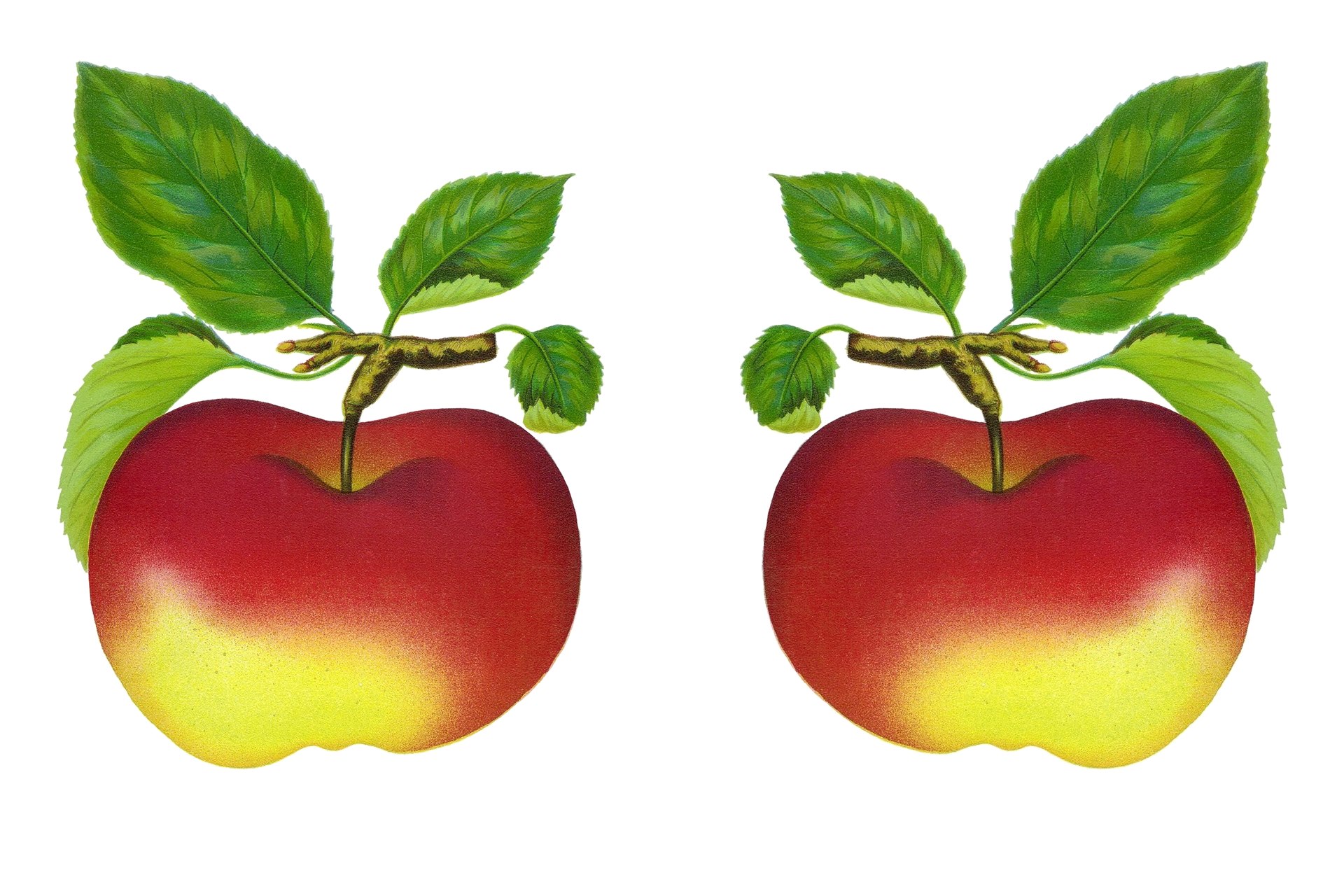 Fruit Clip Art - HD Wallpaper 
