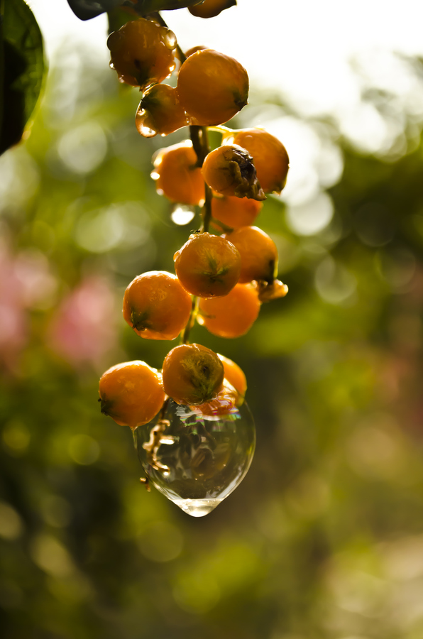 Fresh Fruits Photos-bubbly Fruits - Fresh Fruits Photography - HD Wallpaper 