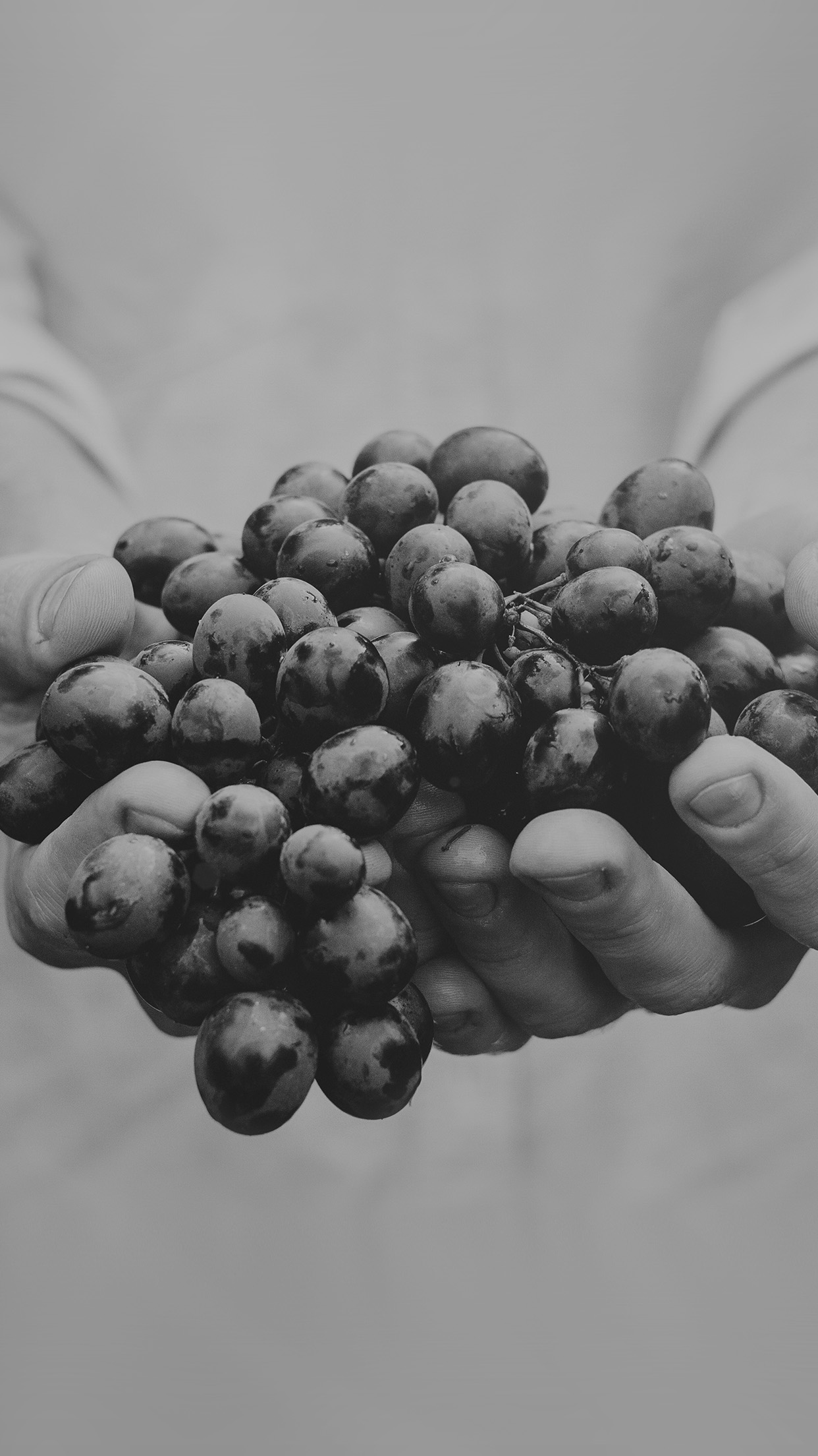 Farmer Food Grapes Fruit Nature Bokeh Dark Bw Android - Fruit Jpg Bw - HD Wallpaper 