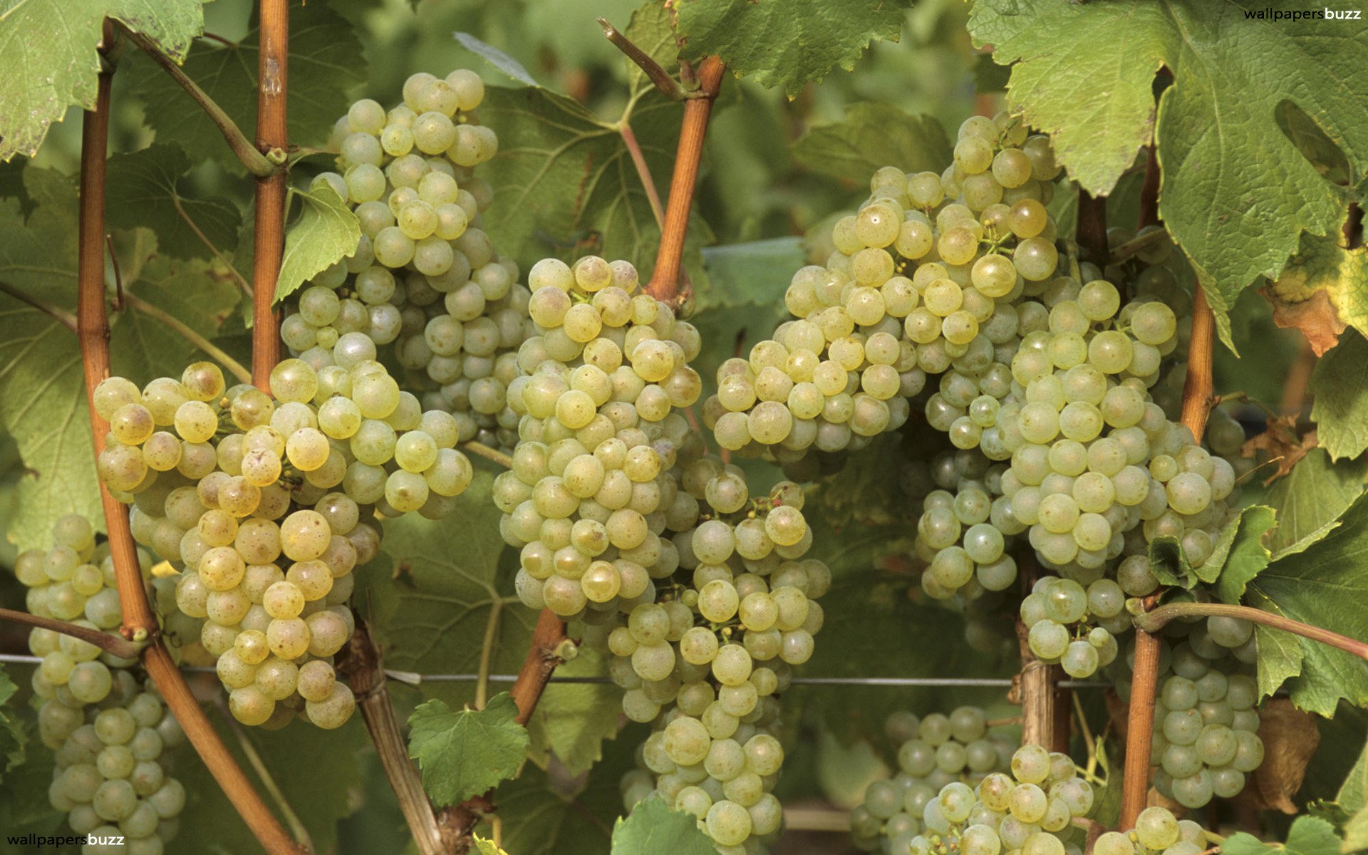 Chardonnay Grape Champagne - HD Wallpaper 