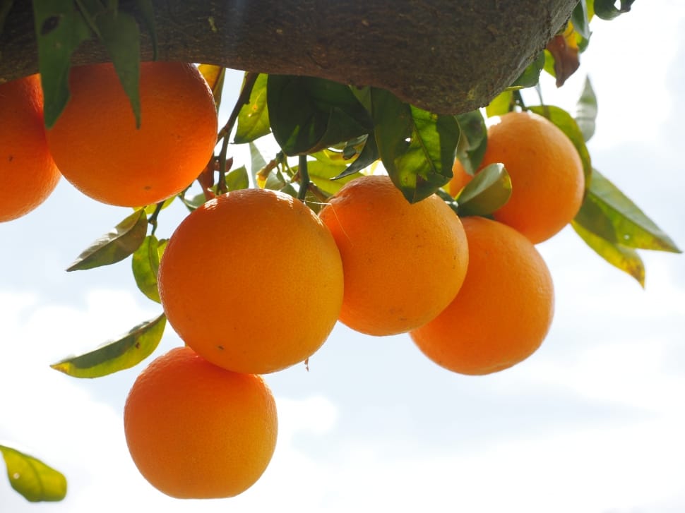 Oranges, Fruits, Orange Tree, Food And Drink, Orange - Right Time To Eat Orange - HD Wallpaper 