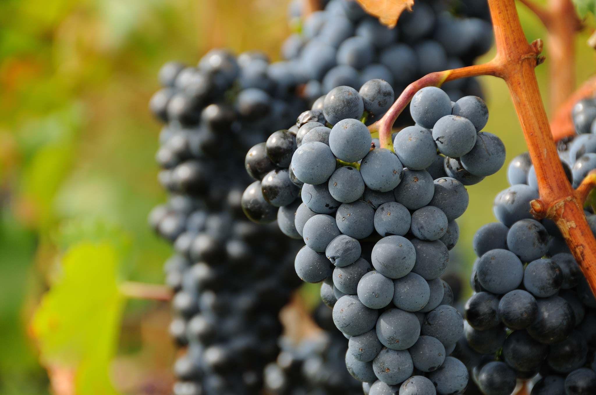 Fond D Écran Raisin - HD Wallpaper 