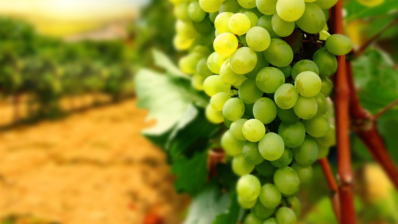 Green Grapes-high Quality Hd Wallpaper2014 - Grapes Cover - HD Wallpaper 