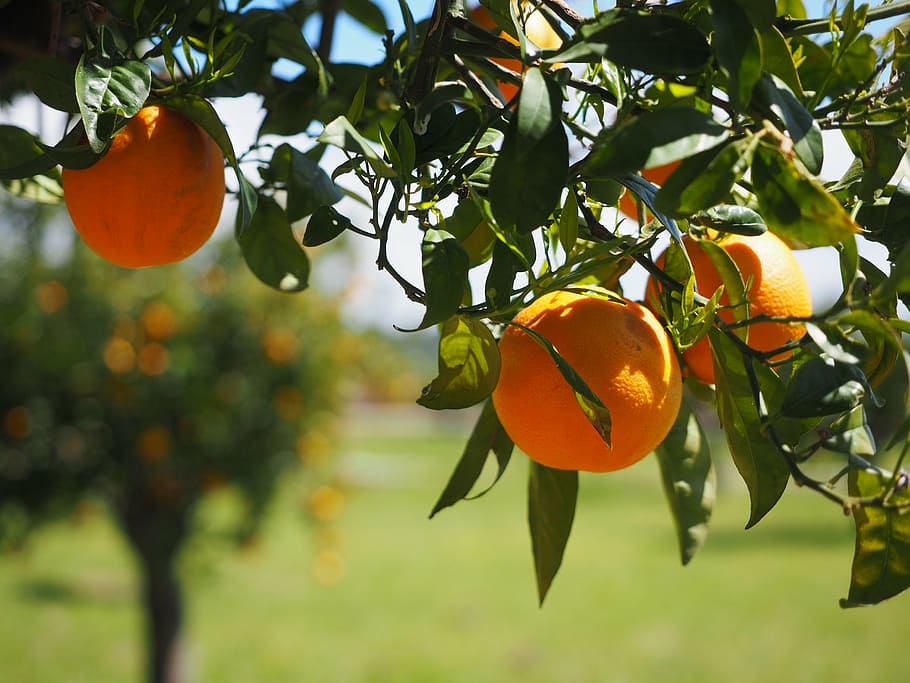 Focus Photography Of Orange Fruit, Oranges, Fruits, - Tree With A Fruit Photography - HD Wallpaper 