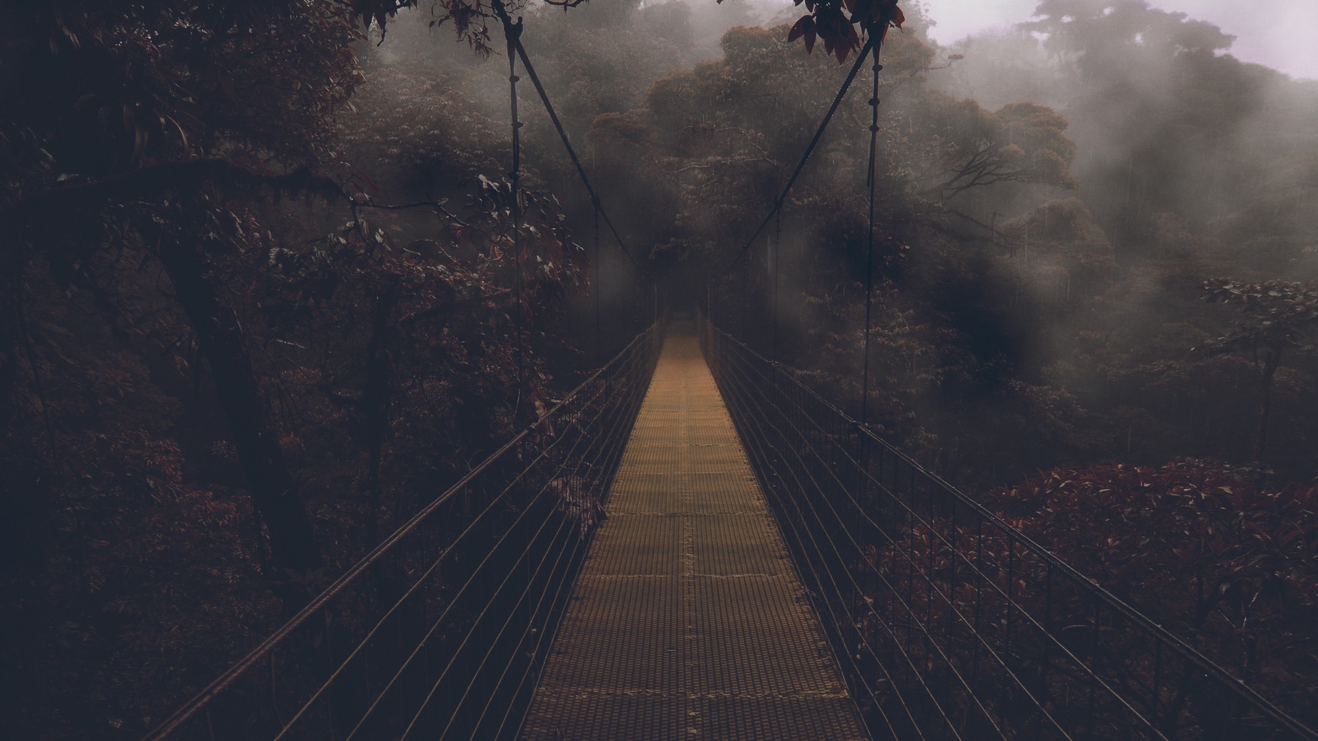 Canopy Walkway - HD Wallpaper 