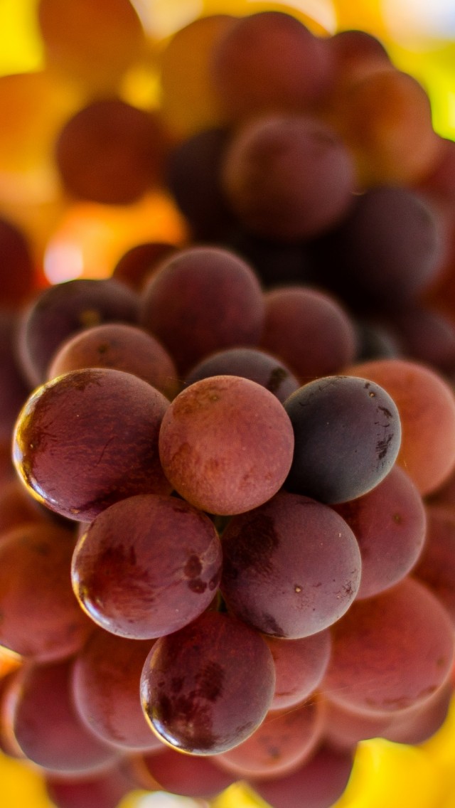 Sunshine Fruit - HD Wallpaper 