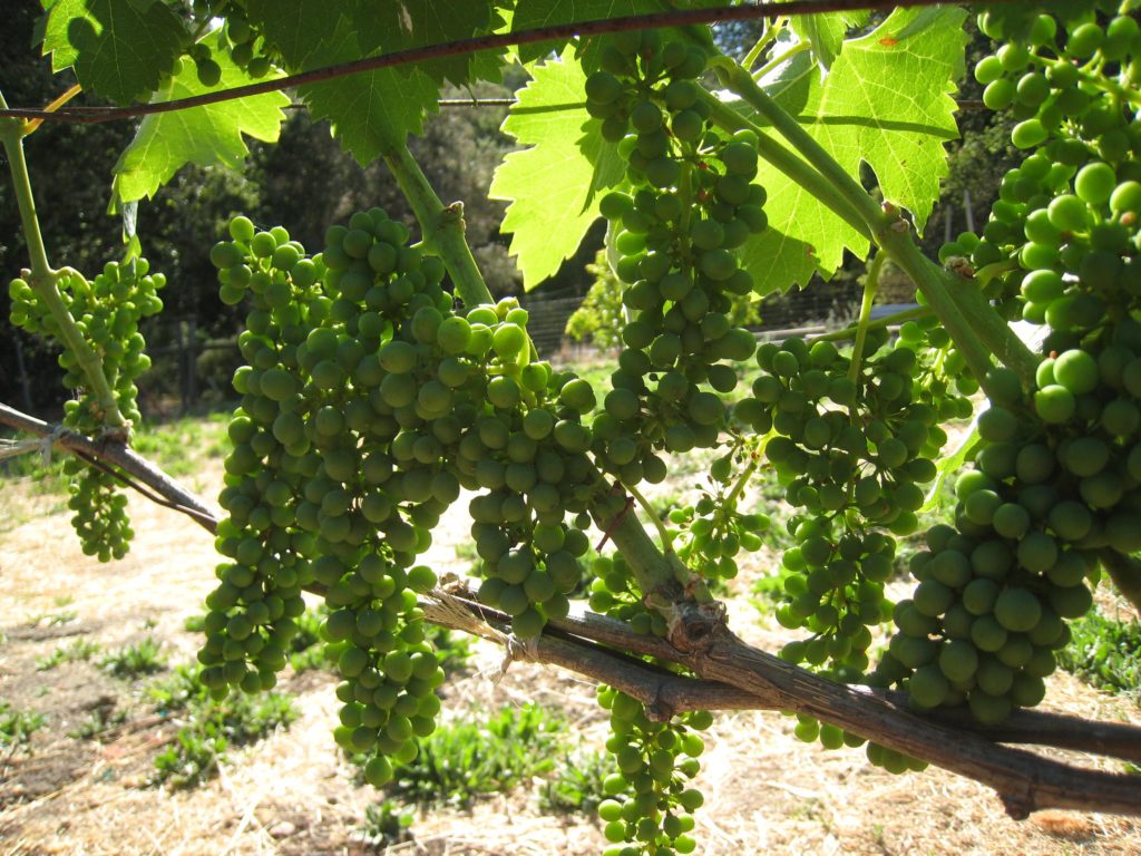 Smartphone Grapes Hd Wallpaper Free Download - Grape - HD Wallpaper 