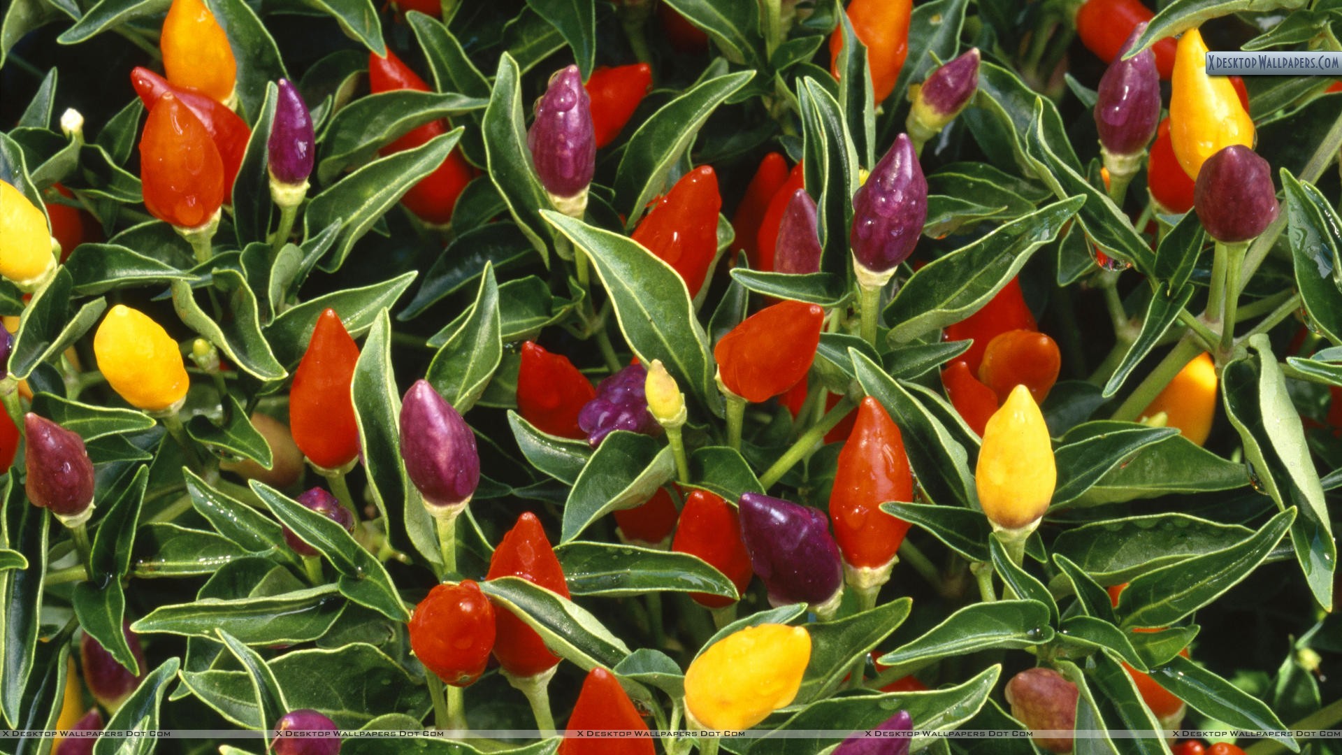 Sweet And Chili Peppers - HD Wallpaper 