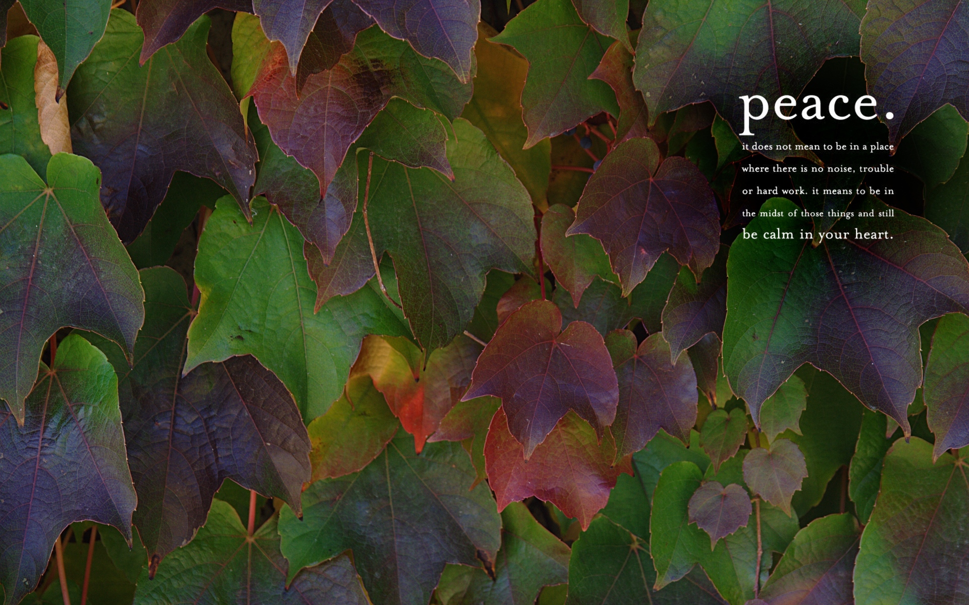 Peace 1920×1200 - Zen - HD Wallpaper 