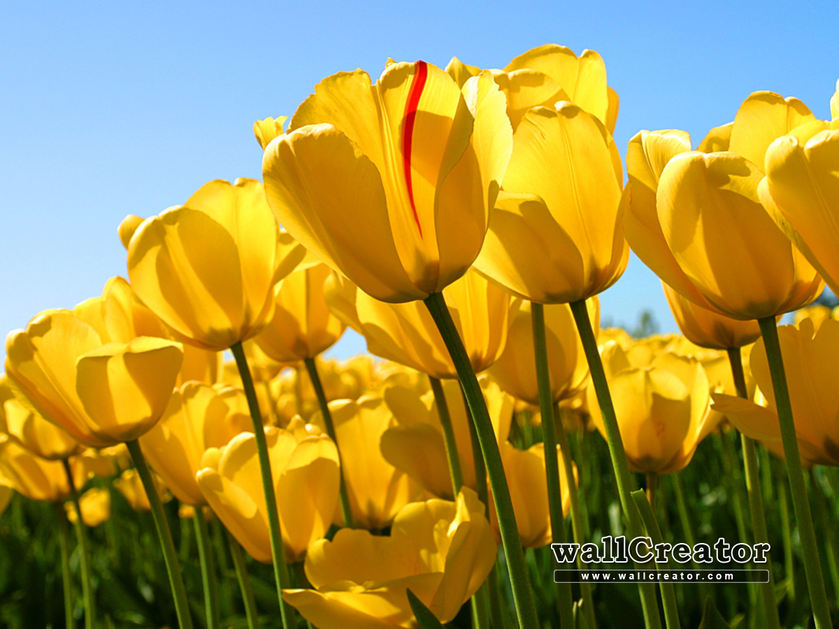 Please Babu Maan Jao Na - Tulips Yellow Flowers - HD Wallpaper 