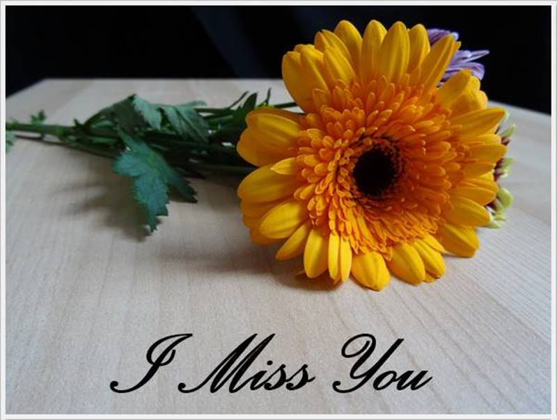 Transvaal Daisy - HD Wallpaper 