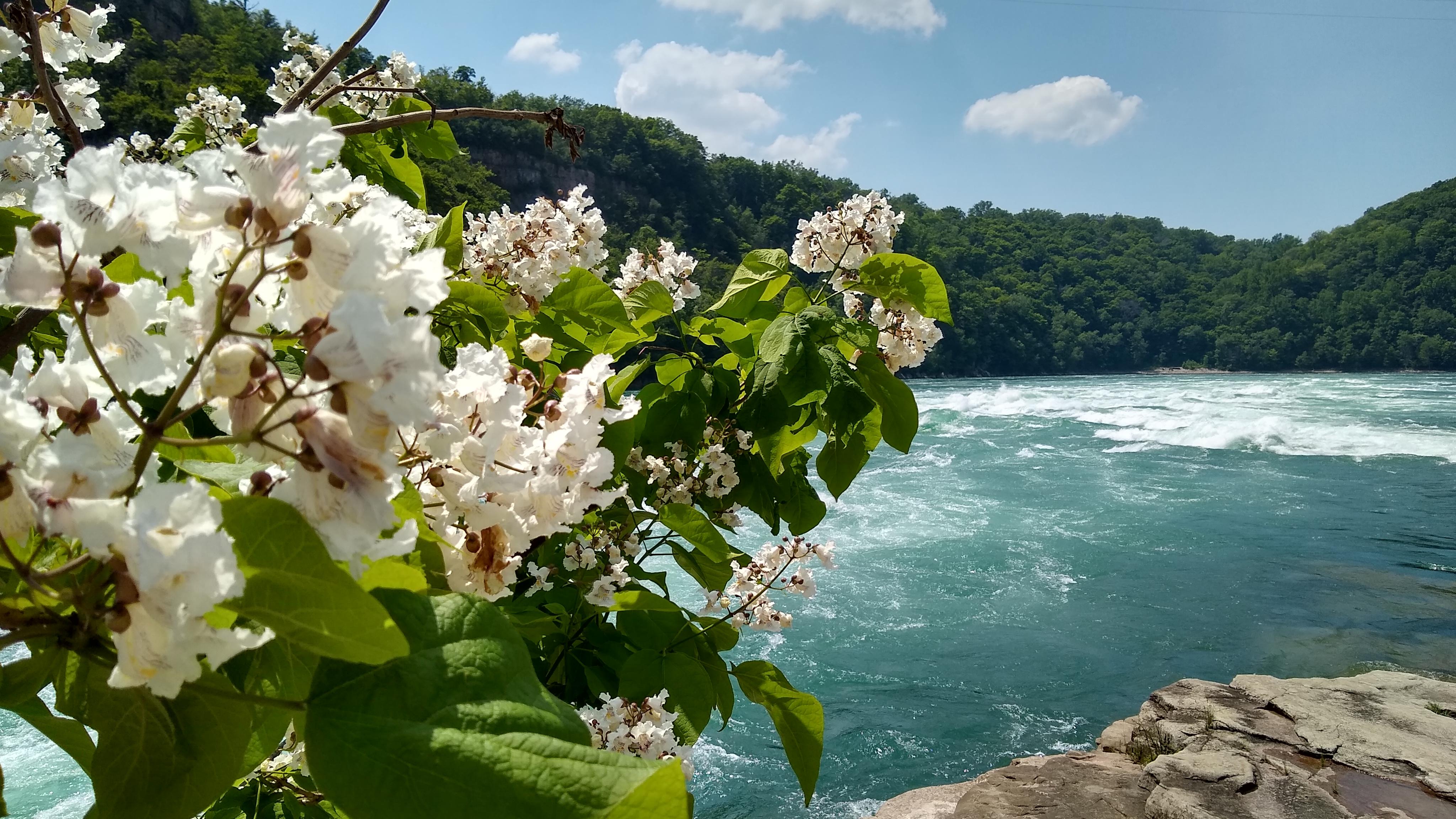 Eastern Catalpa - HD Wallpaper 