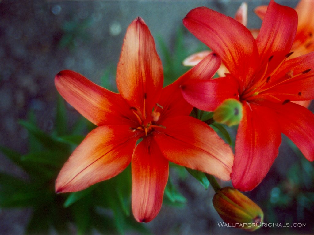 Pretty - Pretty Flowers - HD Wallpaper 