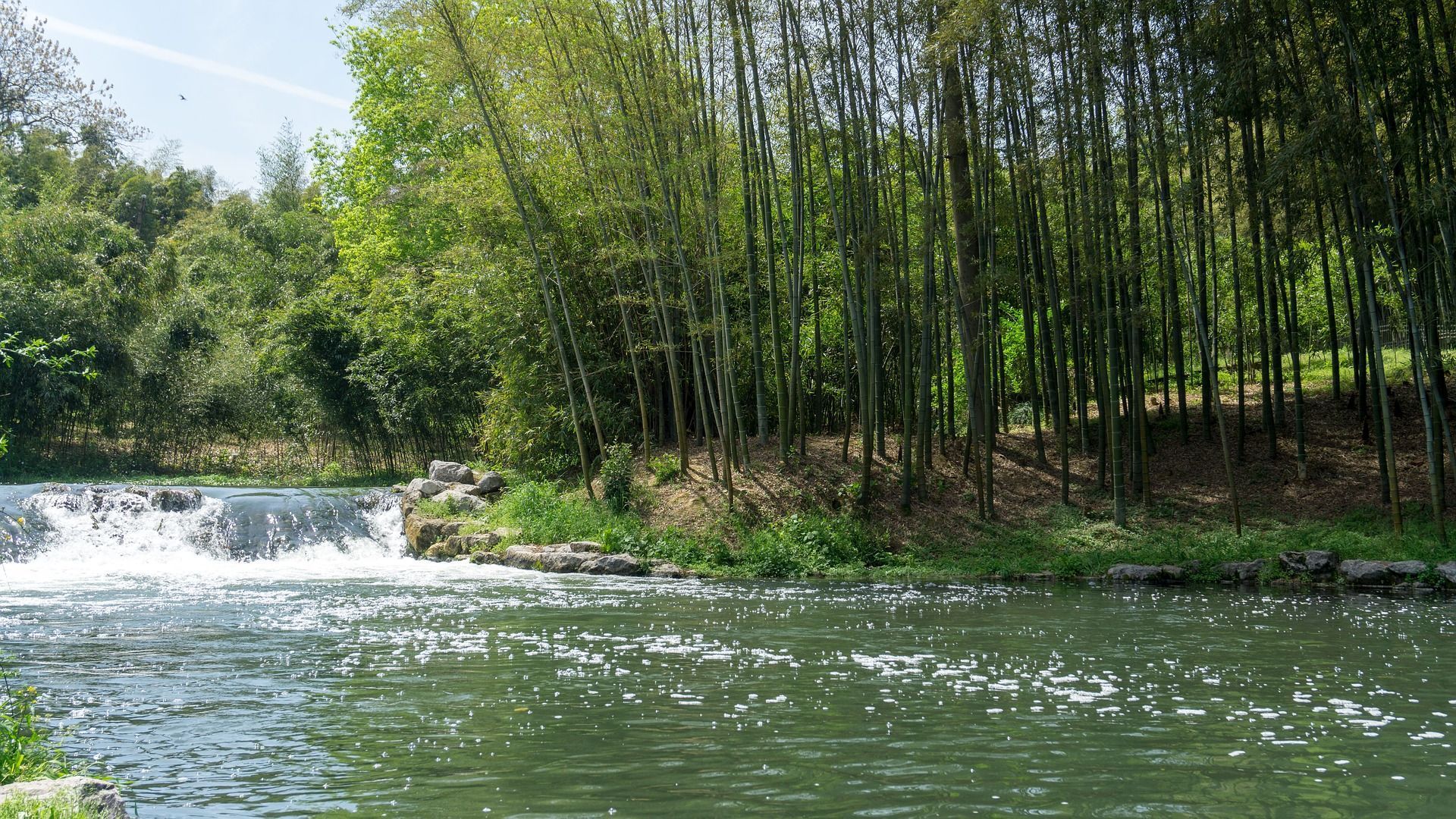 Bamboo River Side Wallpaper - Bamboo Tree In River Side - HD Wallpaper 
