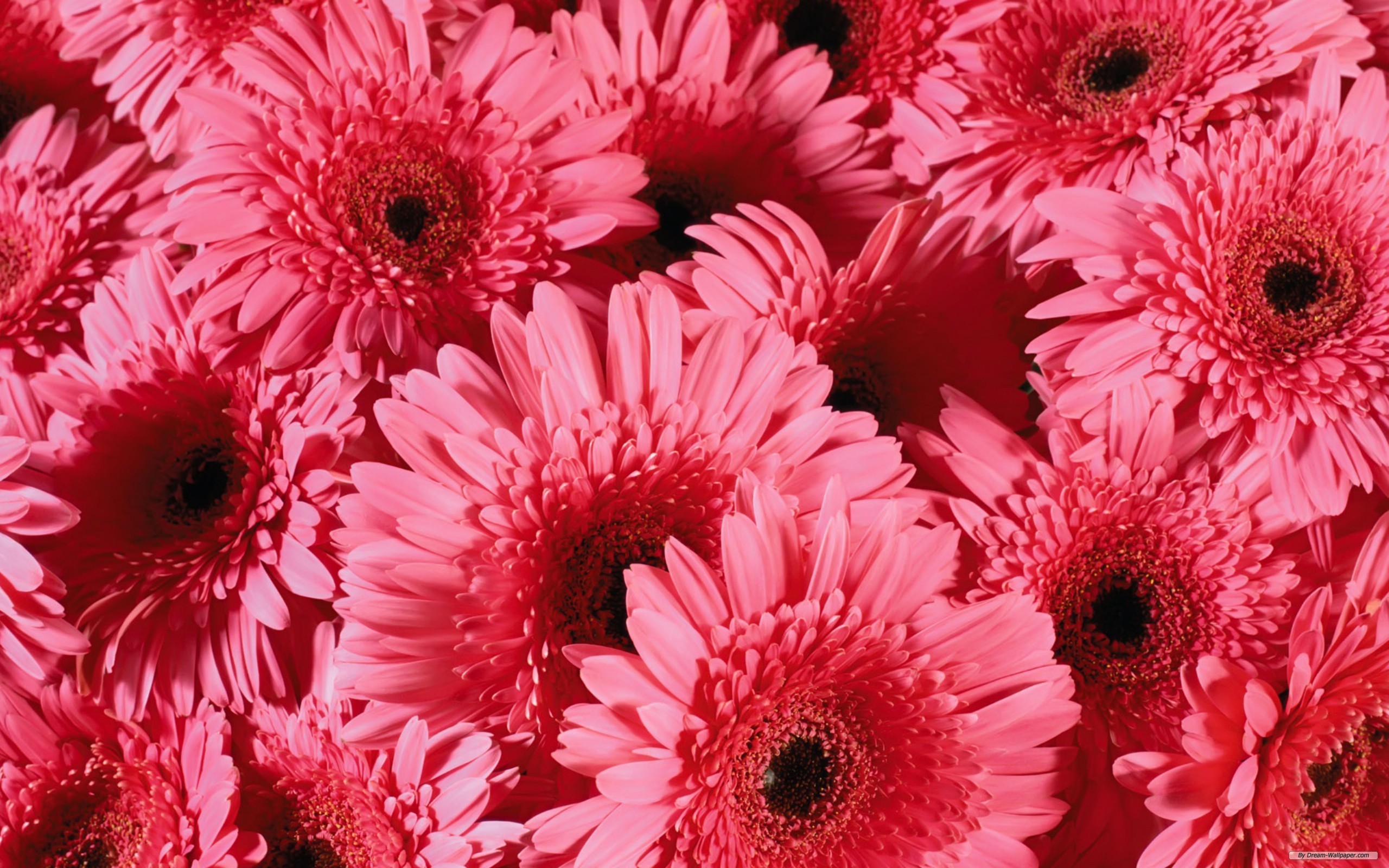 Free Flower Wallpaper - Pinky Background For Laptop - HD Wallpaper 