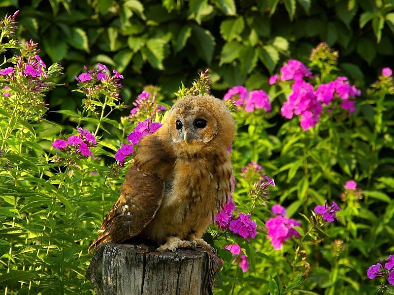 Cute Owl Pretty Flowers Wallpaper - Hd Wallpaper Owls Flowers - HD Wallpaper 
