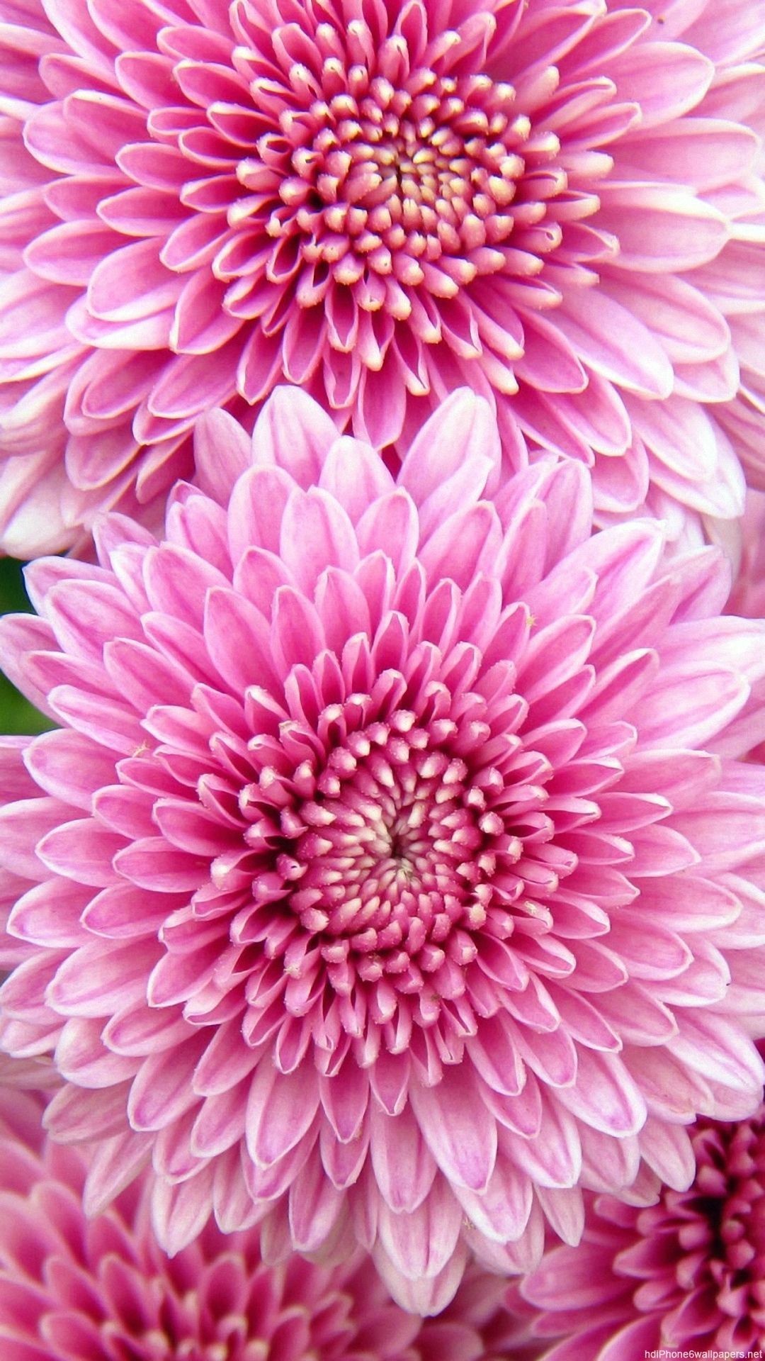 1080x1920, Beautiful Pretty Flowers Iphone 6 Wallpapers - Обои На Телефон Хризантемы - HD Wallpaper 