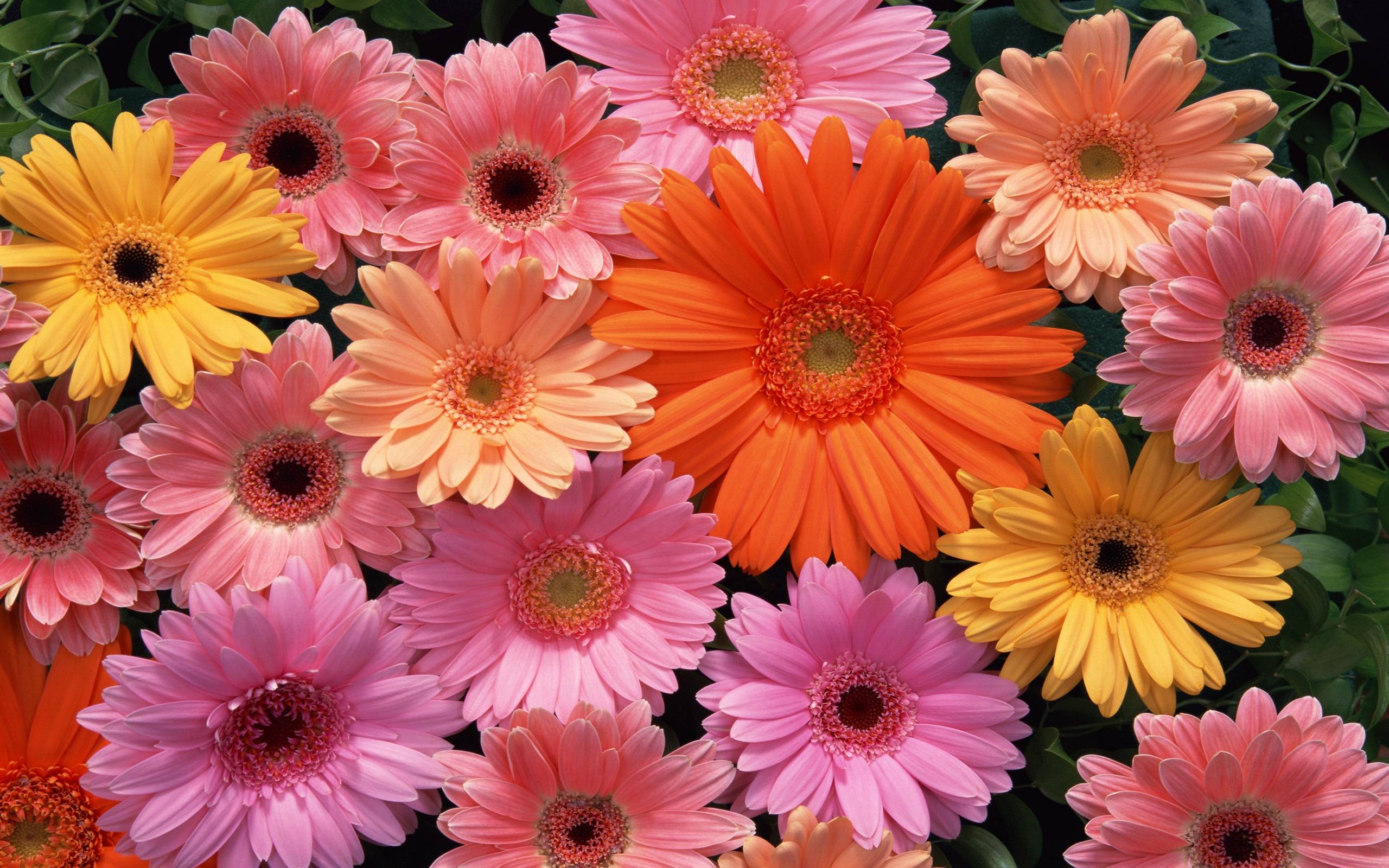 Free Pretty Flower Wallpaper - Beautiful Flowers Wallpaper Download - HD Wallpaper 