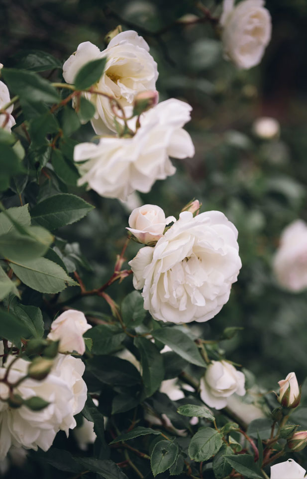 Garden Roses - HD Wallpaper 