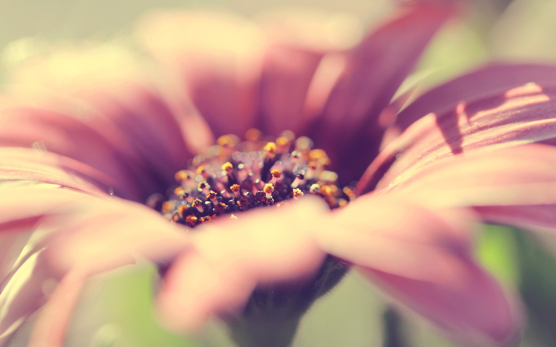 Pretty Flower Wallpaper - Close Up Of Flower Pot - HD Wallpaper 