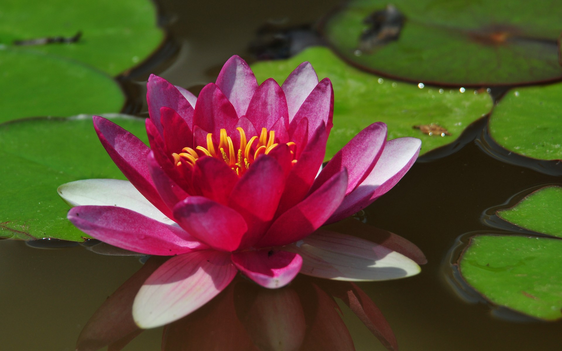 Pretty Flowers On Water - HD Wallpaper 