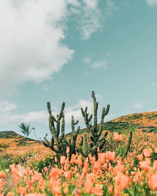 100 Beautiful Flower Iphone Wallpaper Ideas, Flower - California Poppy Arethetuc Background - HD Wallpaper 