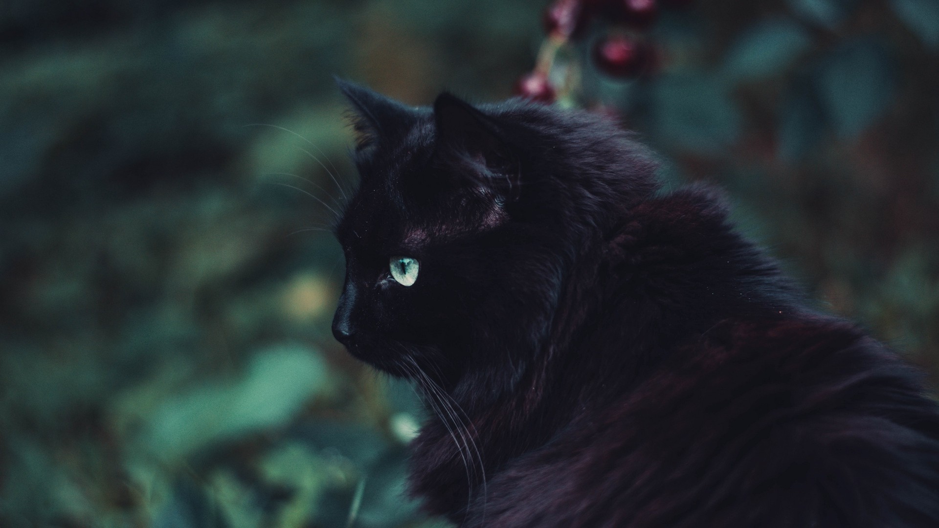 Iphone Black Cat Background - HD Wallpaper 