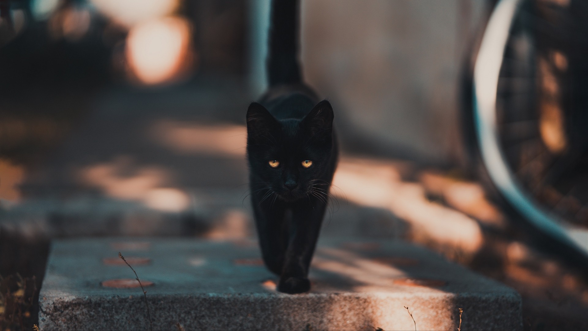 Black Cat - HD Wallpaper 