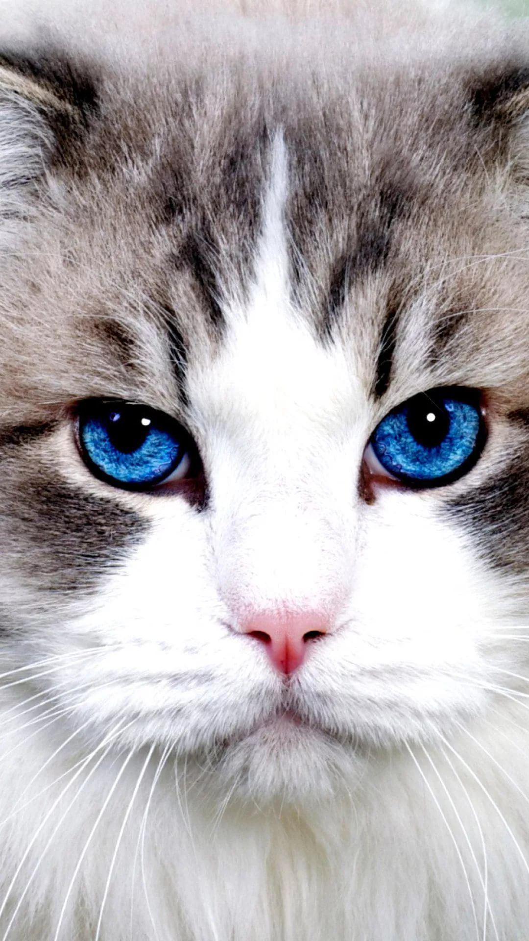 Beautiful Cat Iphone 7 Plus Wallpaper - Cat - HD Wallpaper 