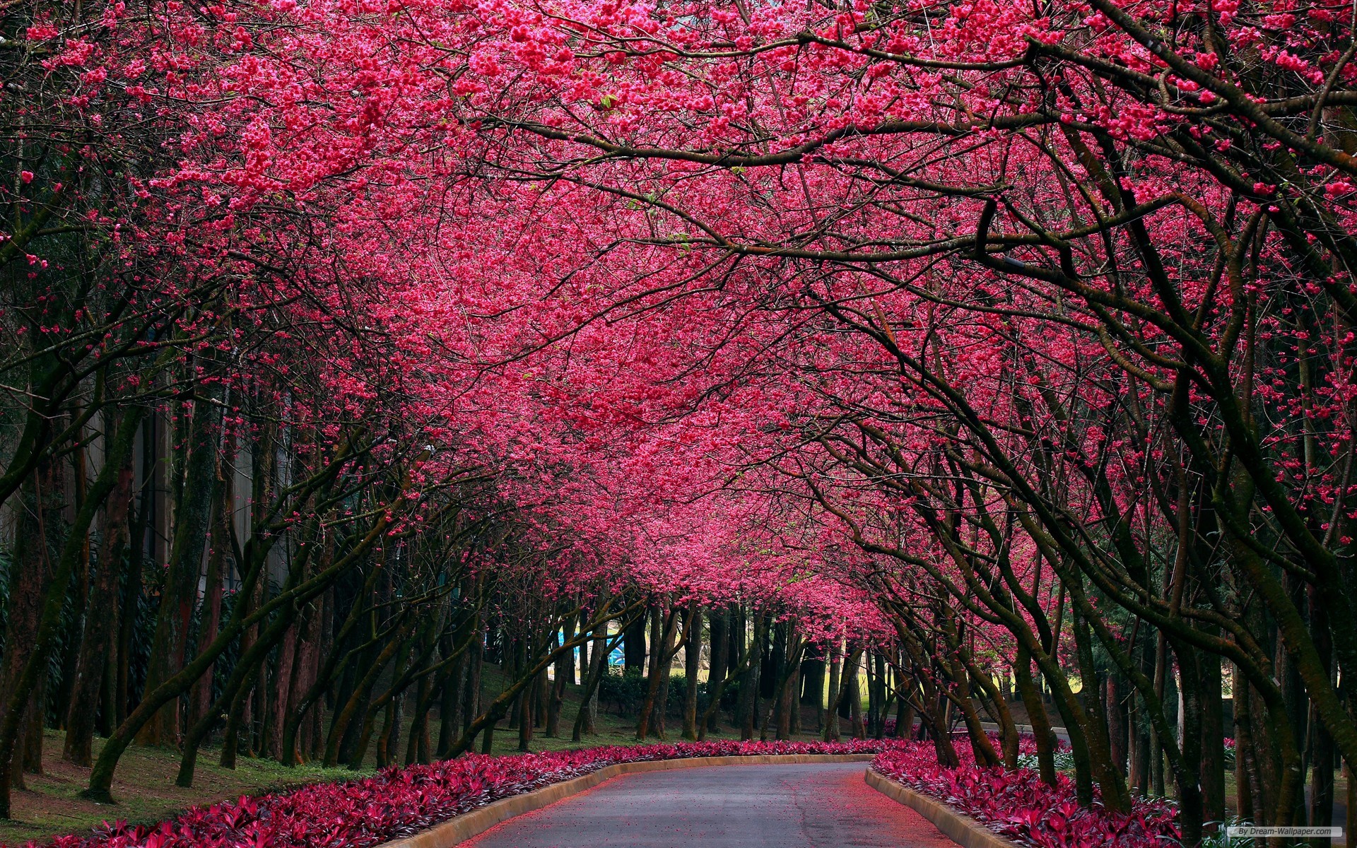 Hq Natural Beyond Nature Wallpapers - Pink Flowers In Nature - 1920x1200 Wallpaper Hq Natural Beyond Nature Wallpapers - Pink Flowers In Nature - 1920x1200 Wallpaper
