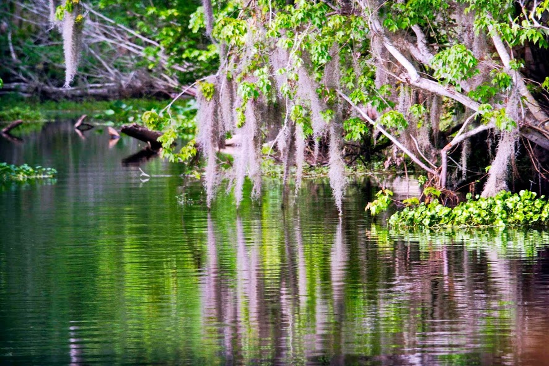 Nature Wallpaper, Nature, Reflection, Trees, Water, - Reflection - HD Wallpaper 