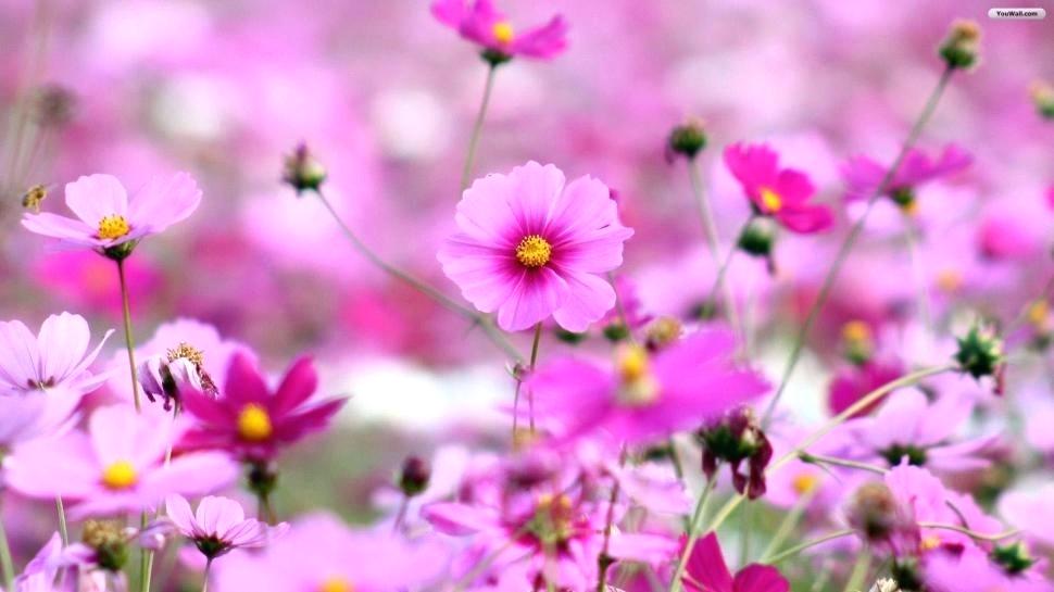 Flowers For Desktop Wallpaper Flower S For Desktop - Flower Best