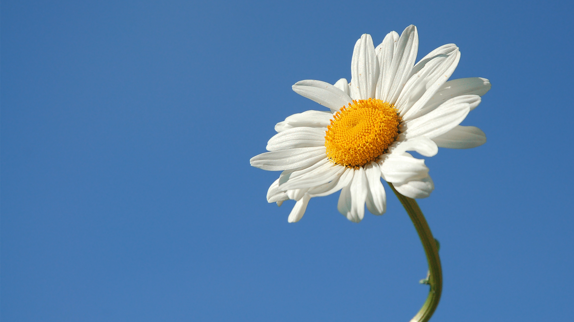 Daisy Hd - HD Wallpaper 