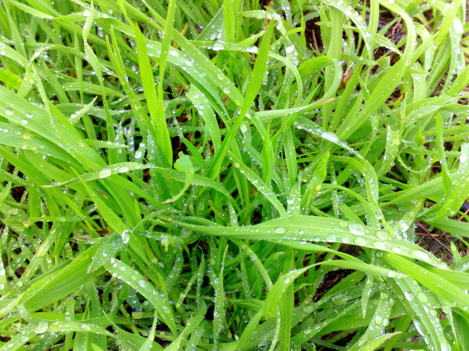 High Definition Wallpapers Nature Hq Wallpaper Set - Sweet Grass - HD Wallpaper 