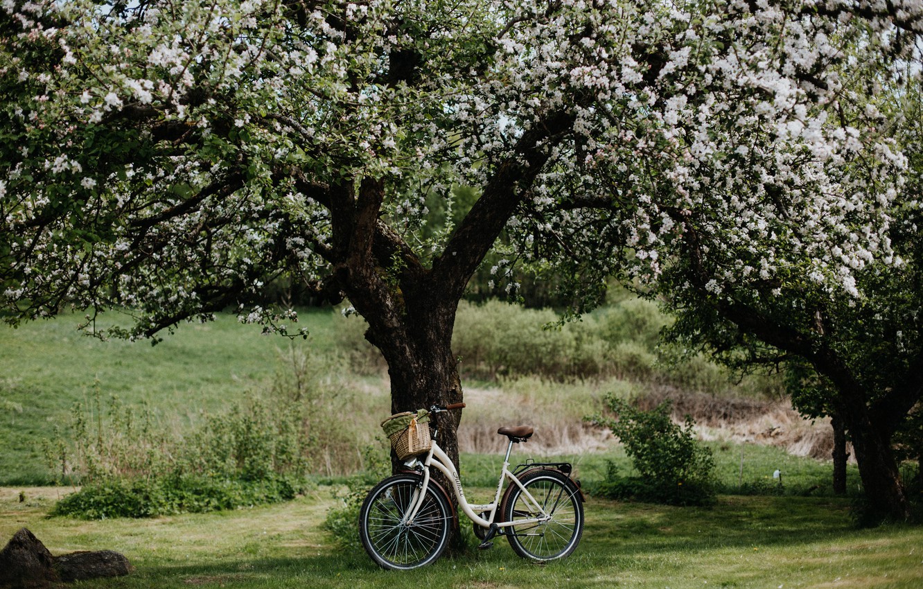 Photo Wallpaper Wallpaper, Bicycle, Field, Nature, - Apple Tree In Field - HD Wallpaper 