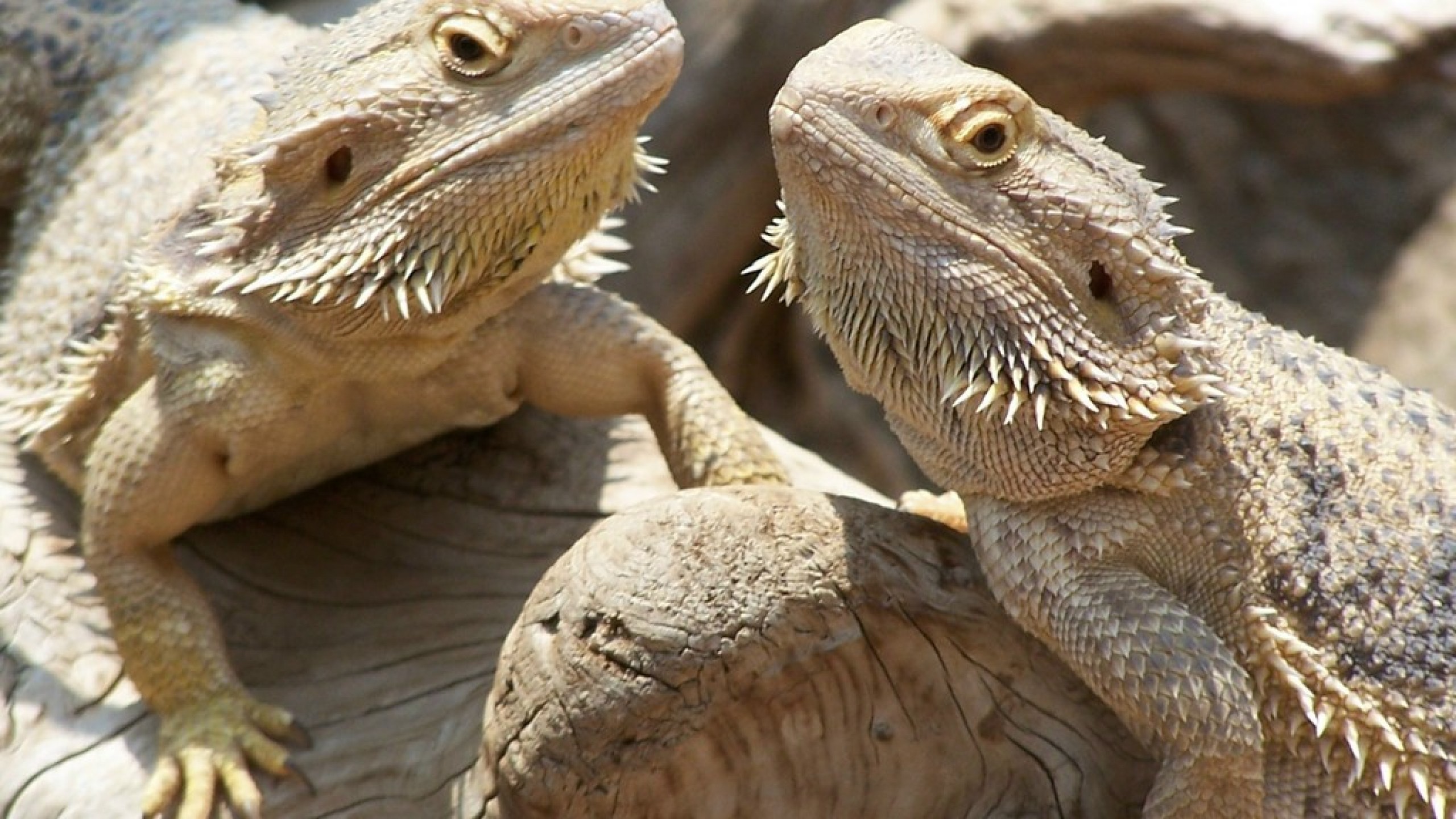 Bearded Dragons Images Bearded Dragons Hd Wallpaper - Two Bearded Dragon - HD Wallpaper 