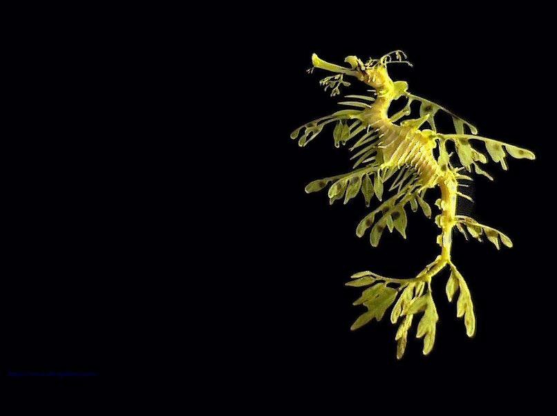 Leafy Sea Dragon Wallpaper - Leafy Sea Dragon Png - HD Wallpaper 