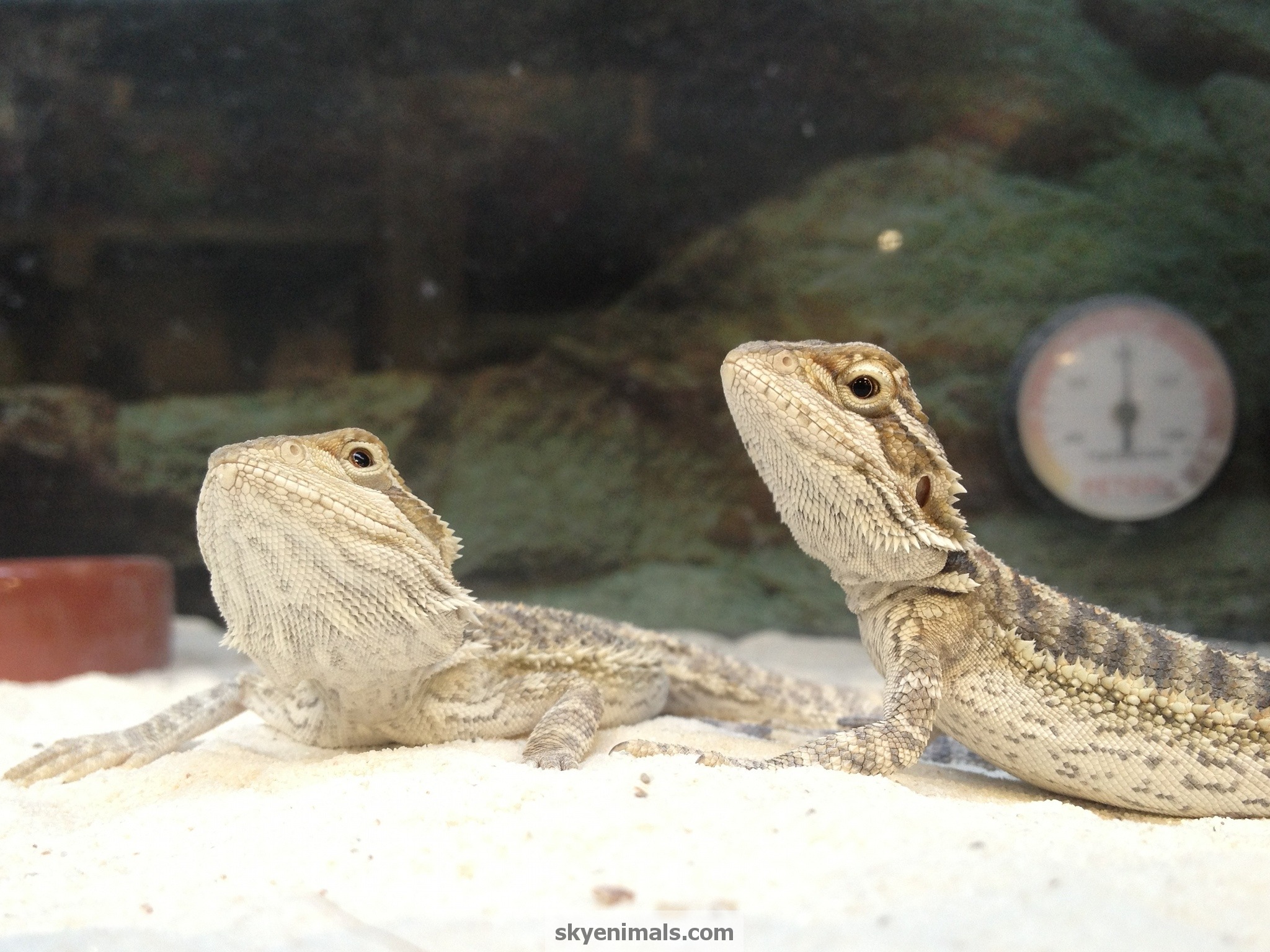 Bearded Dragons - HD Wallpaper 
